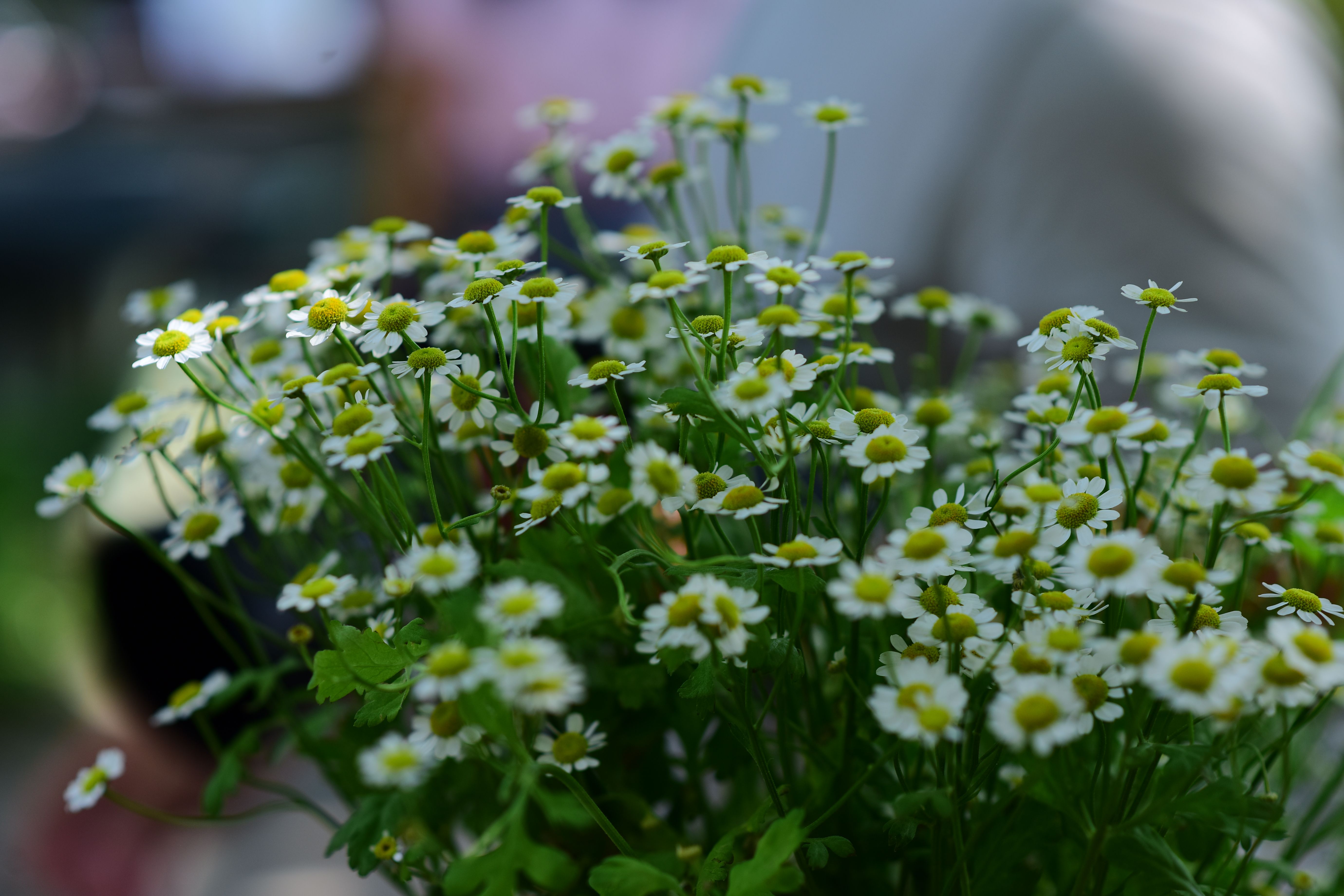 Feverfew Herb Botanical Photo