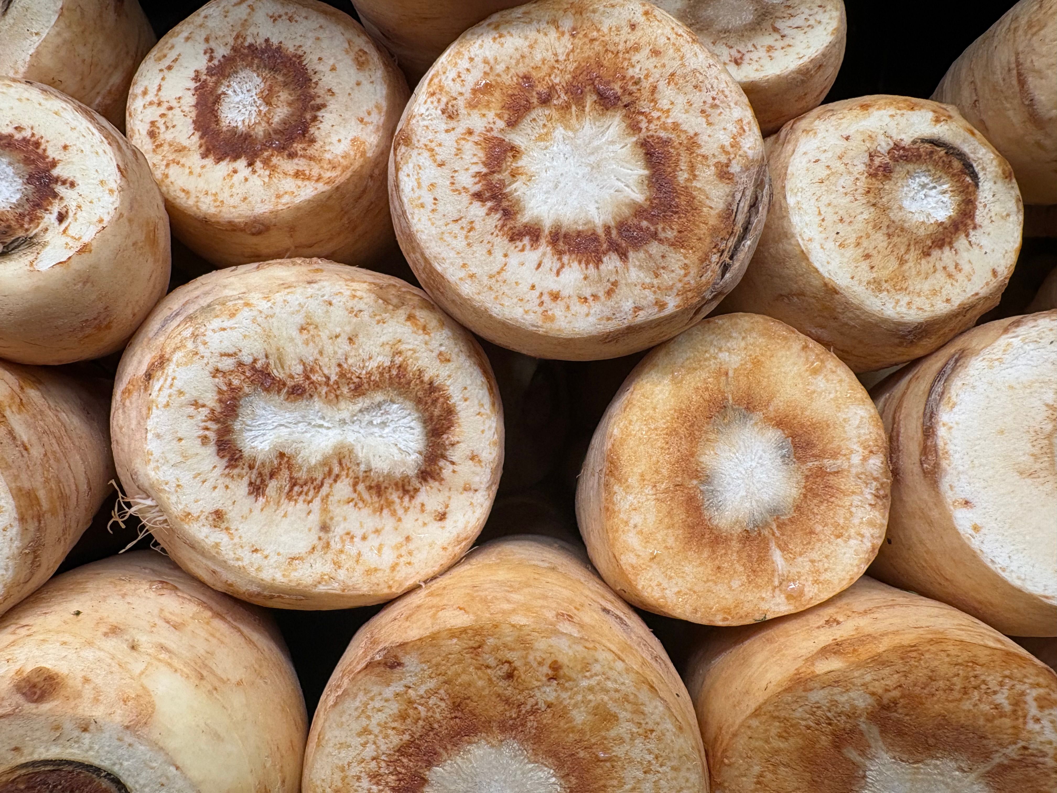 Fermented Parsnips