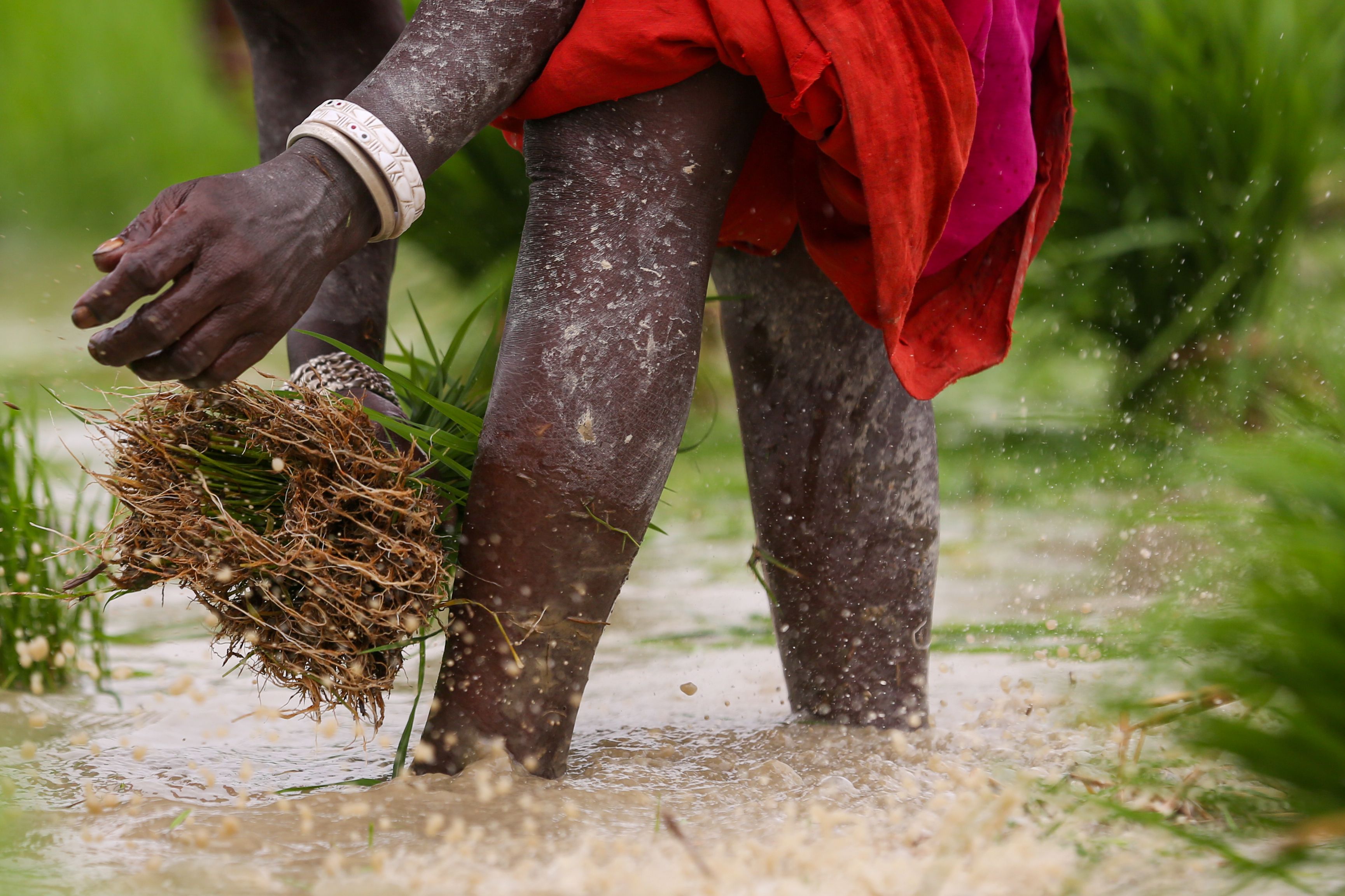 Indigenous Soil Blueprint: Sustainable Composting Guide | Compost Check