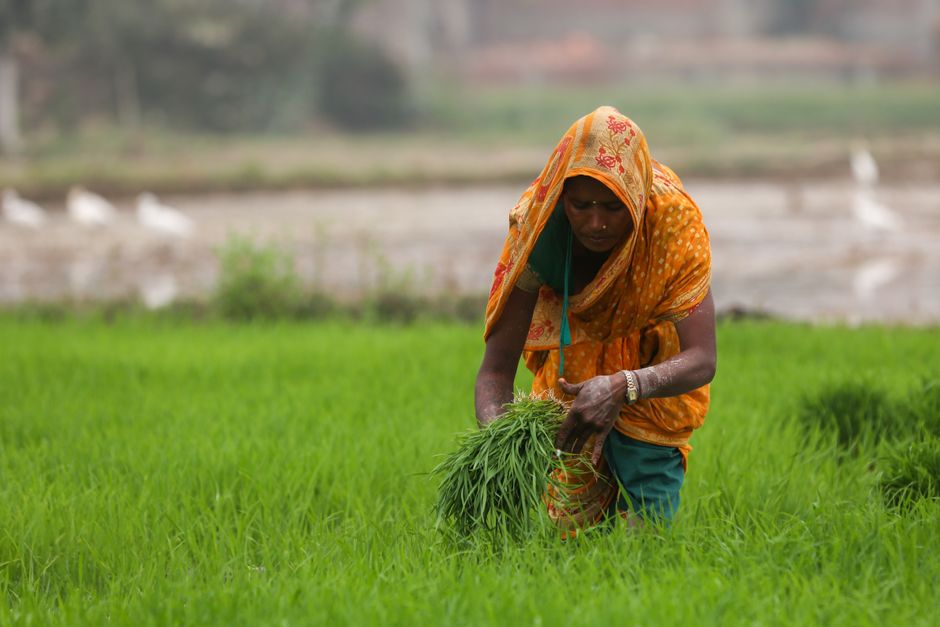 CAMPCO Arecanut Expansion India