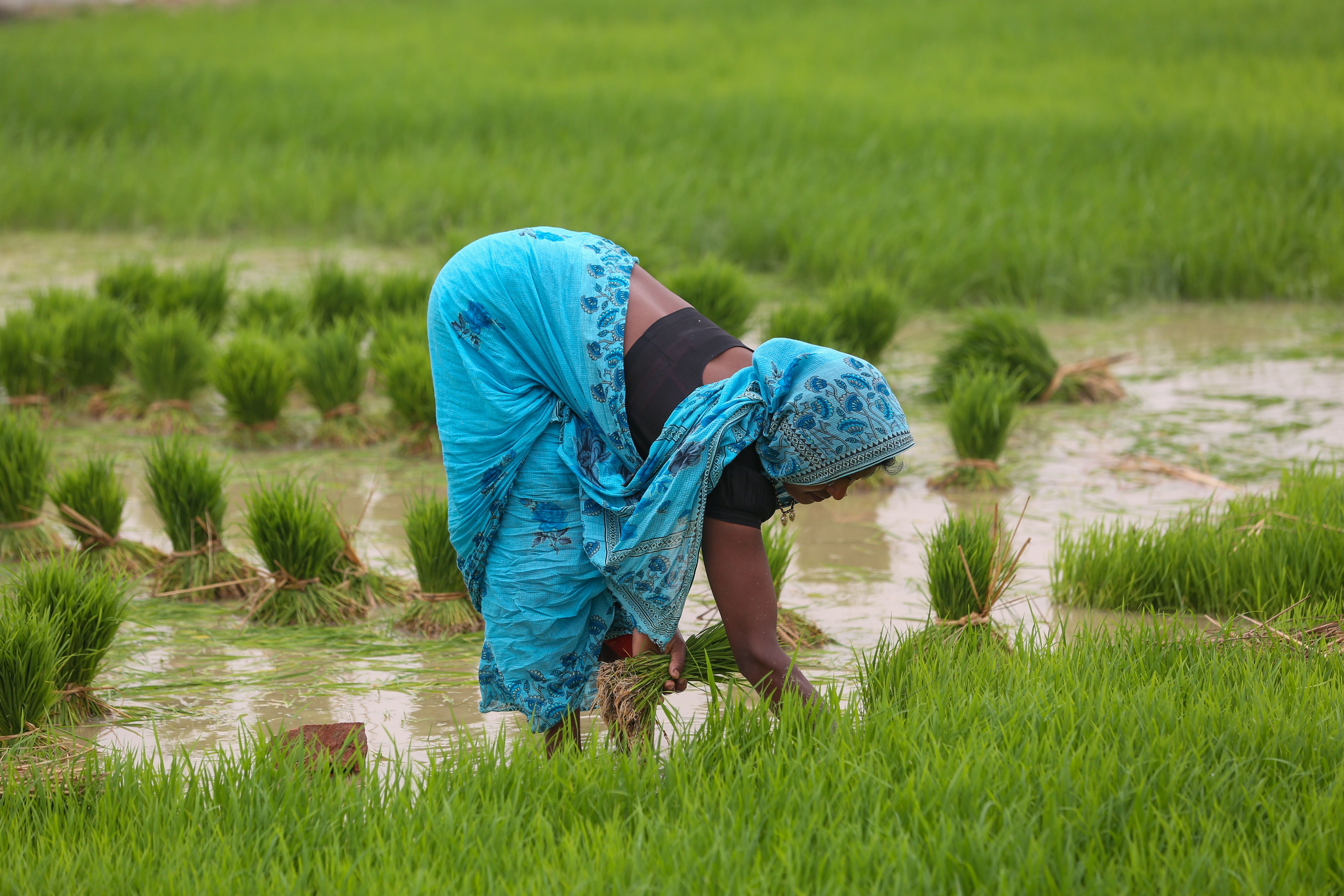 Femme Rurale Plantant Du Riz Dans Un Champ D'un Vert éclatant · Photo ...
