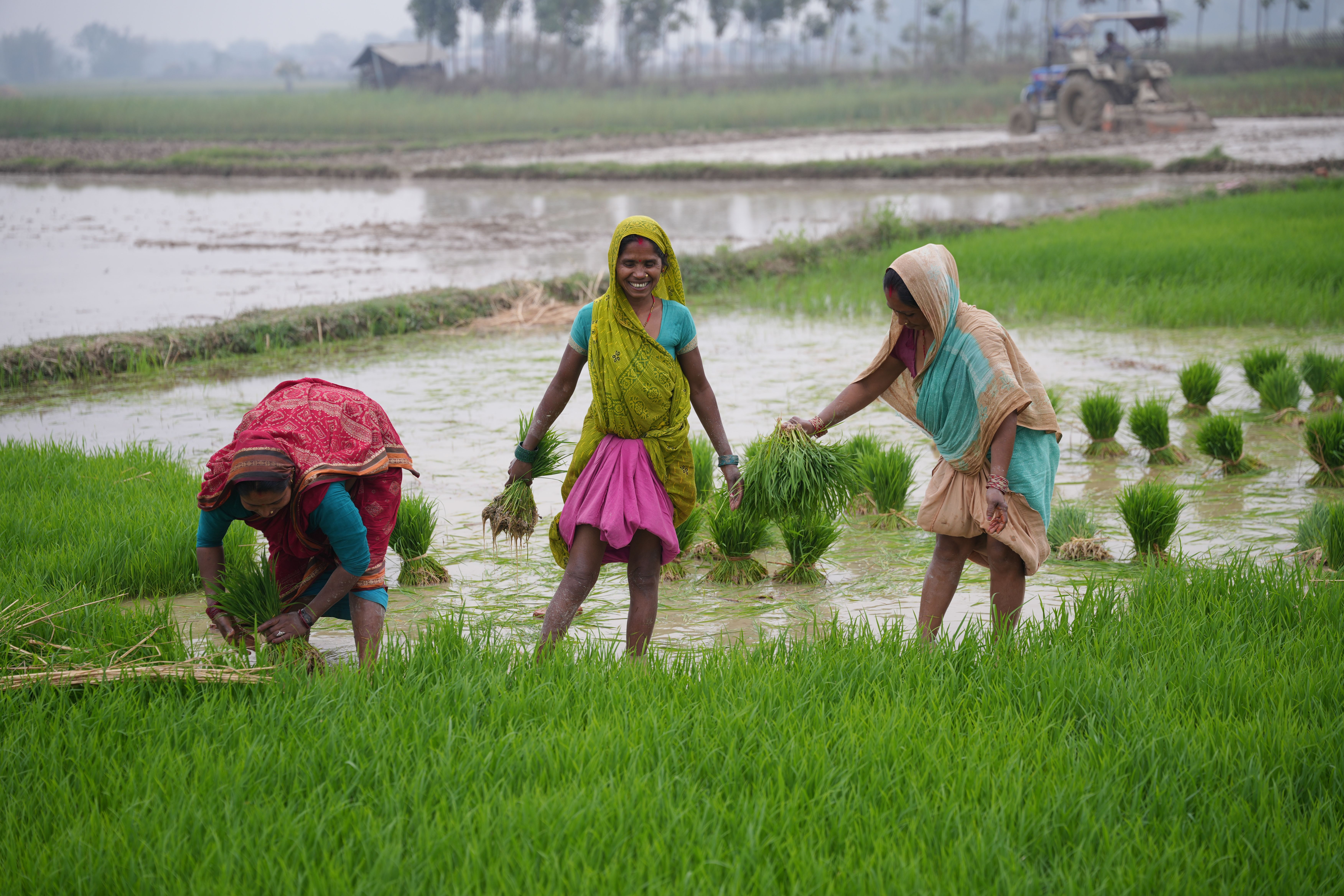 Women Harvesting Rice in Lush Field · Free Stock Photo