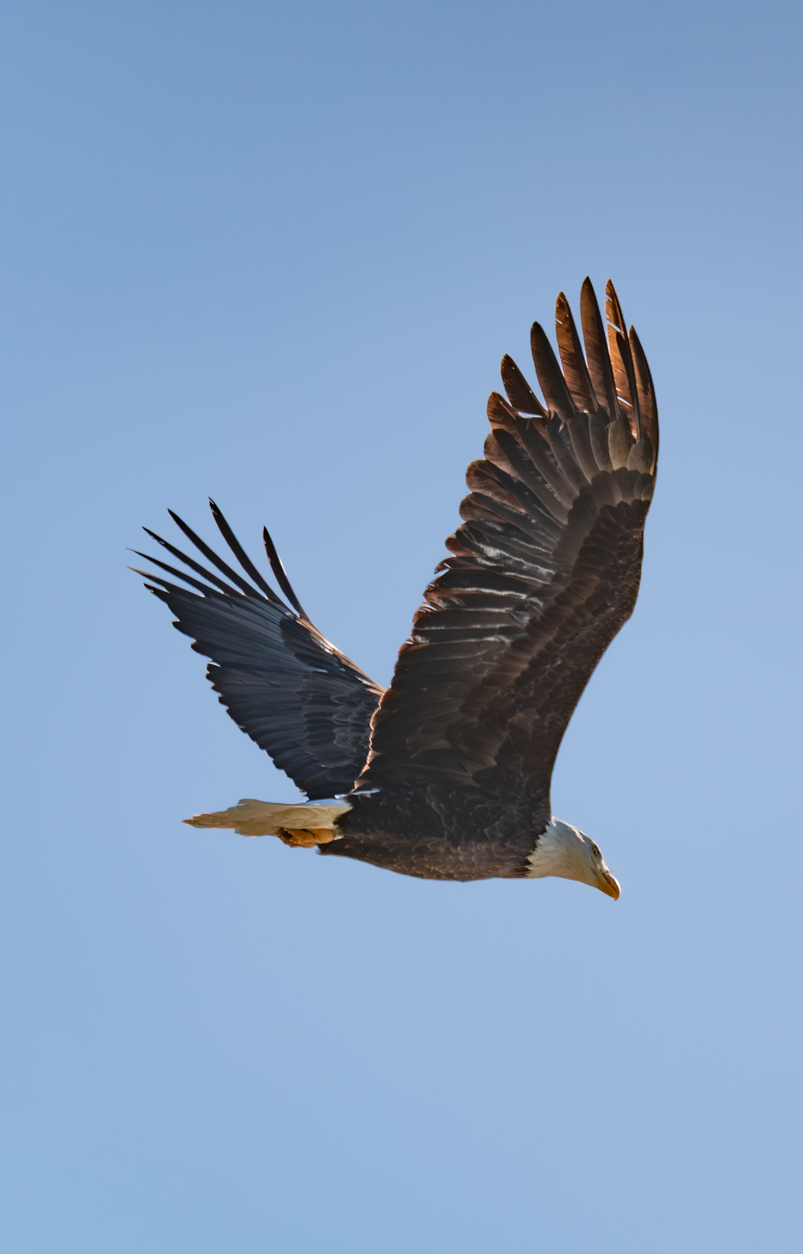 Majestic Bald Eagle in Flight Against Blue Sky · Free Stock Photo