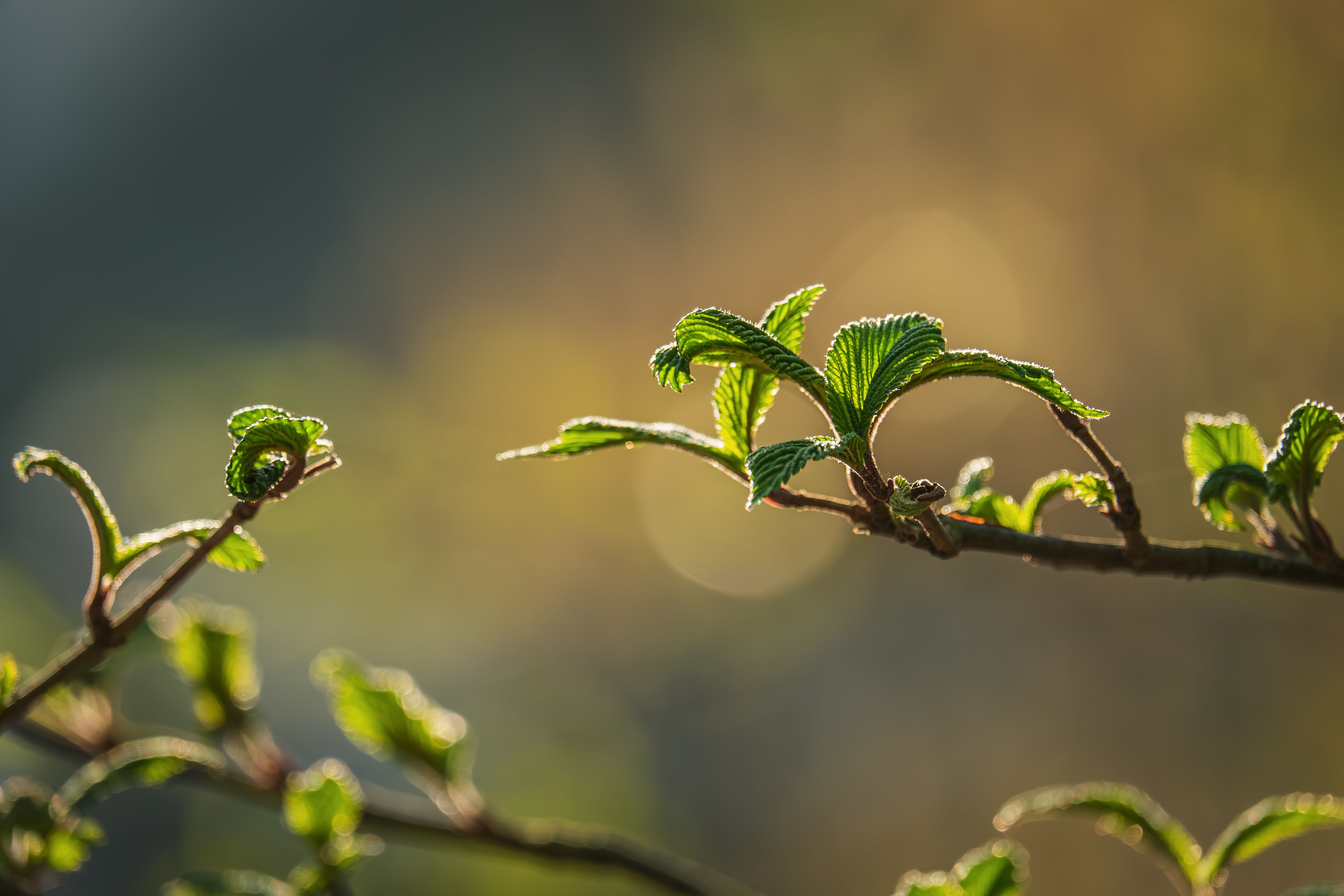 Close-up of Fresh Green Leaves in Spring · Free Stock Photo