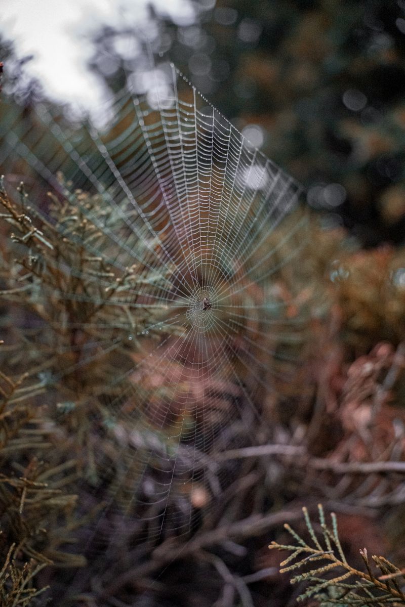 Close-up of a delicate spider web among foliage, showcasing nature's artistry.