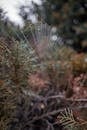 Intricate Spider Web in Natural Setting