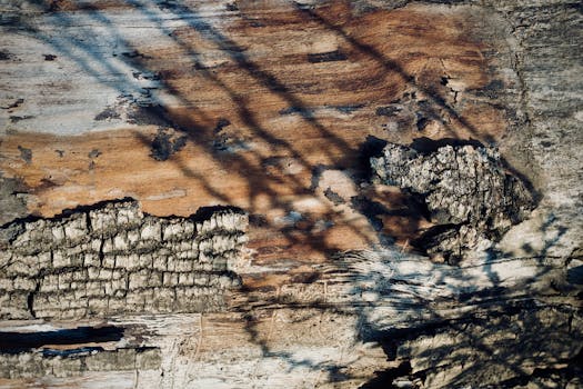 Close-up of textured tree bark with shadows creating unique patterns, showcasing nature's artistry.
