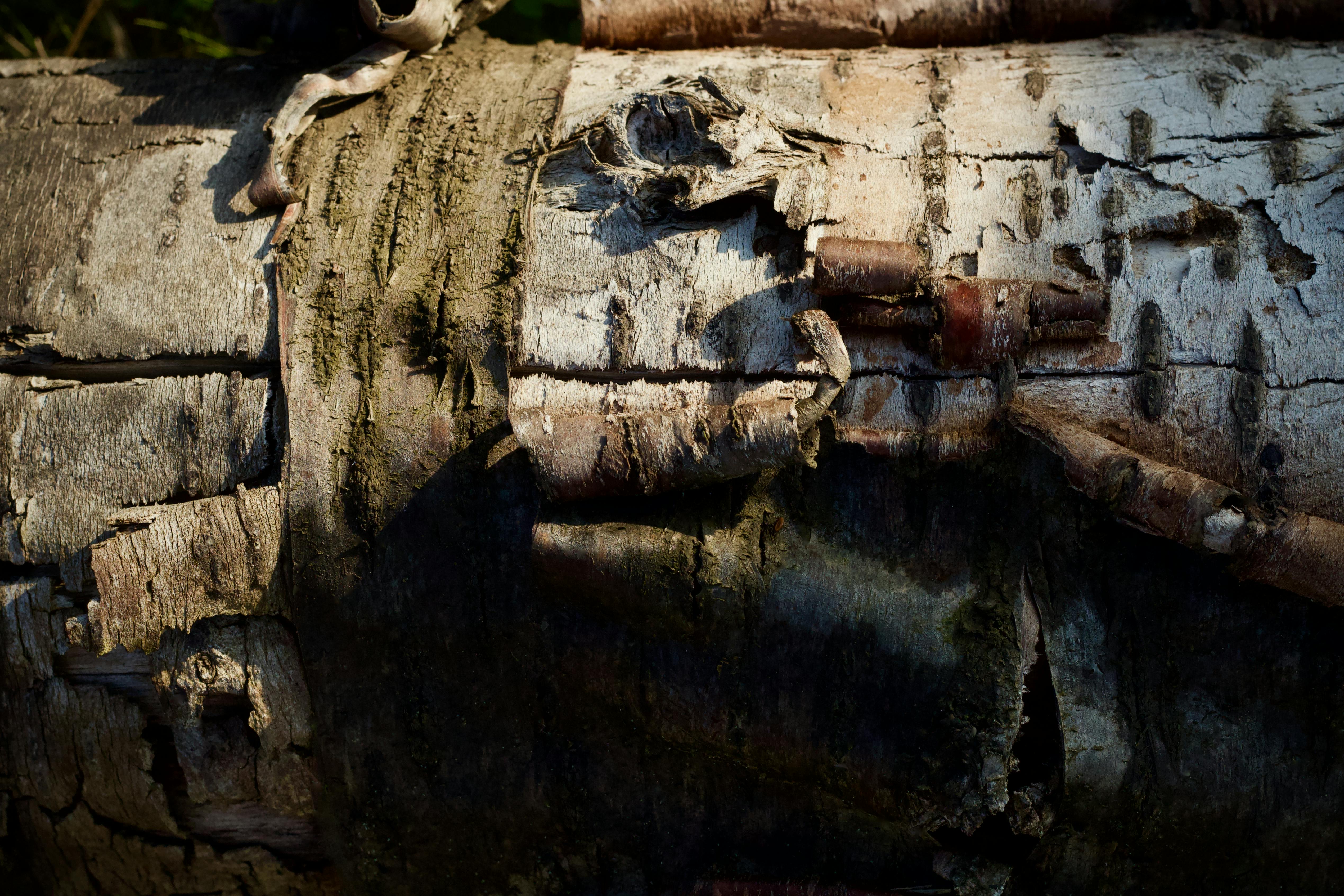 Ücretsiz @dış mekan, açık hava, ağaç gövdesi içeren Ücretsiz stok fotoğraf Stok Fotoğraflar