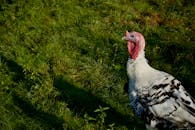 Close-Up of a Turkey in Grassy Field