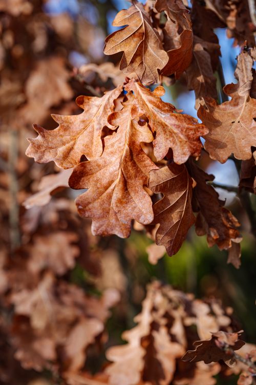 Free Detailed view of brown oak leaves in autumn sunlight in Coesfeld, Germany. Stock Photo