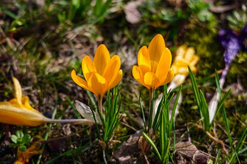 Free Vibrant yellow crocuses blooming in a spring garden, capturing the essence of renewal and nature's beauty. Stock Photo