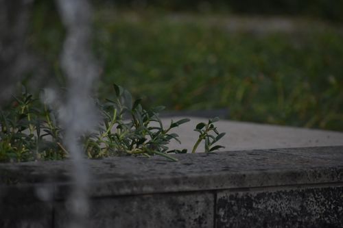 Free stock photo of fountain, water, water drop Stock Photo