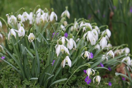 Beautiful snowdrops bloom in a lush spring garden setting, signaling the arrival of the new season.