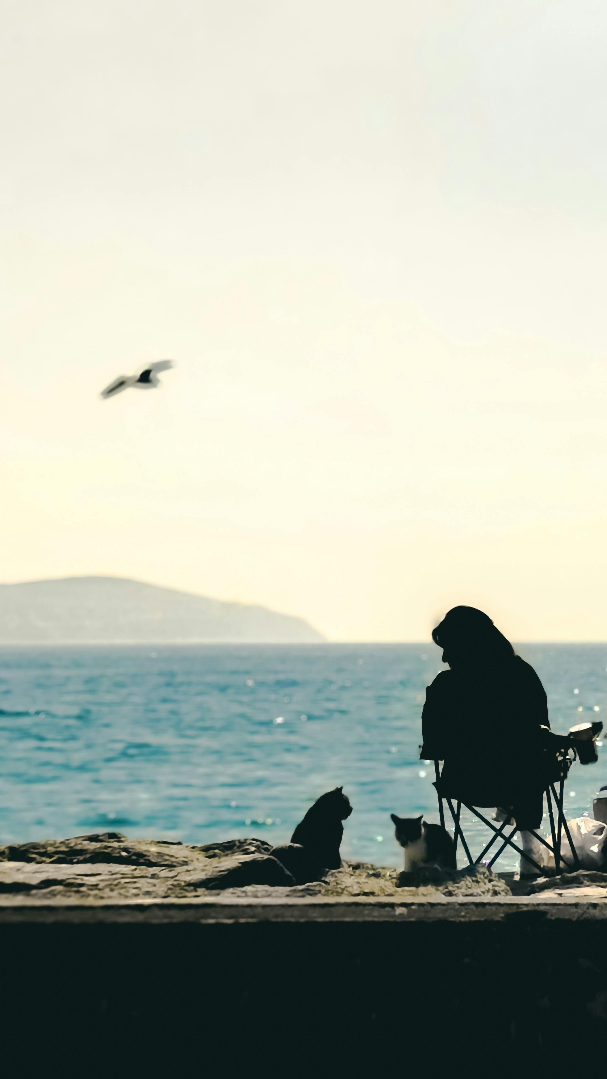 Gratis Immagine gratuita di a riposo, acqua azzurra, animali da compagnia Foto a disposizione