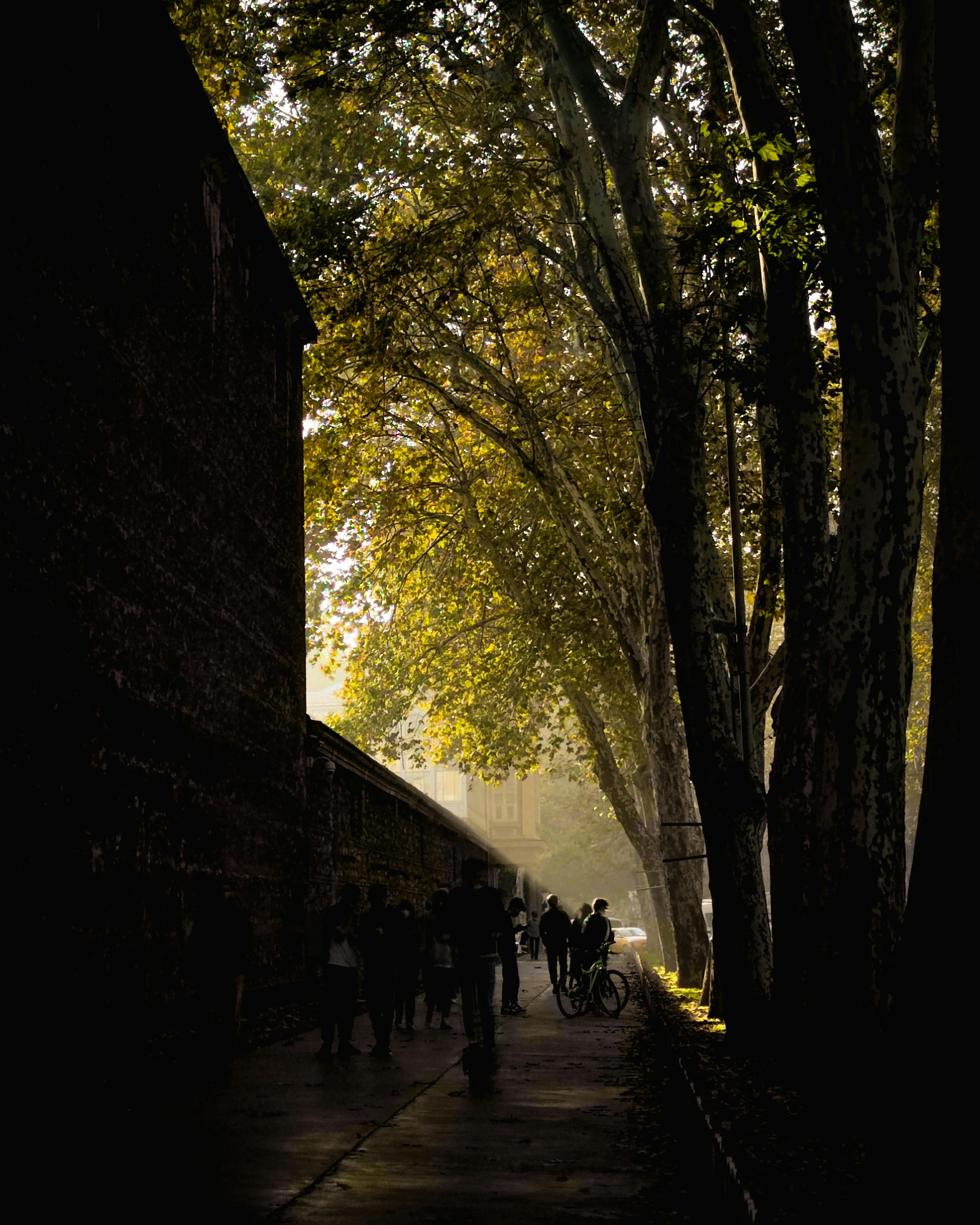 People enjoying a quiet autumn walk under a canopy of tall trees with warm sunlight.
