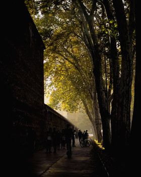 People enjoying a quiet autumn walk under a canopy of tall trees with warm sunlight.