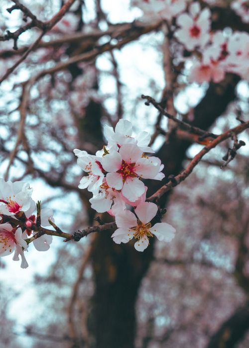 Free A beautiful close-up of pink cherry blossoms in full bloom during spring in Jammu and Kashmir. Stock Photo