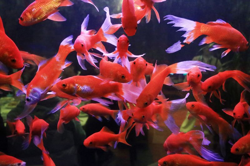 Colorful group of red goldfish swimming in a clear aquarium tank.