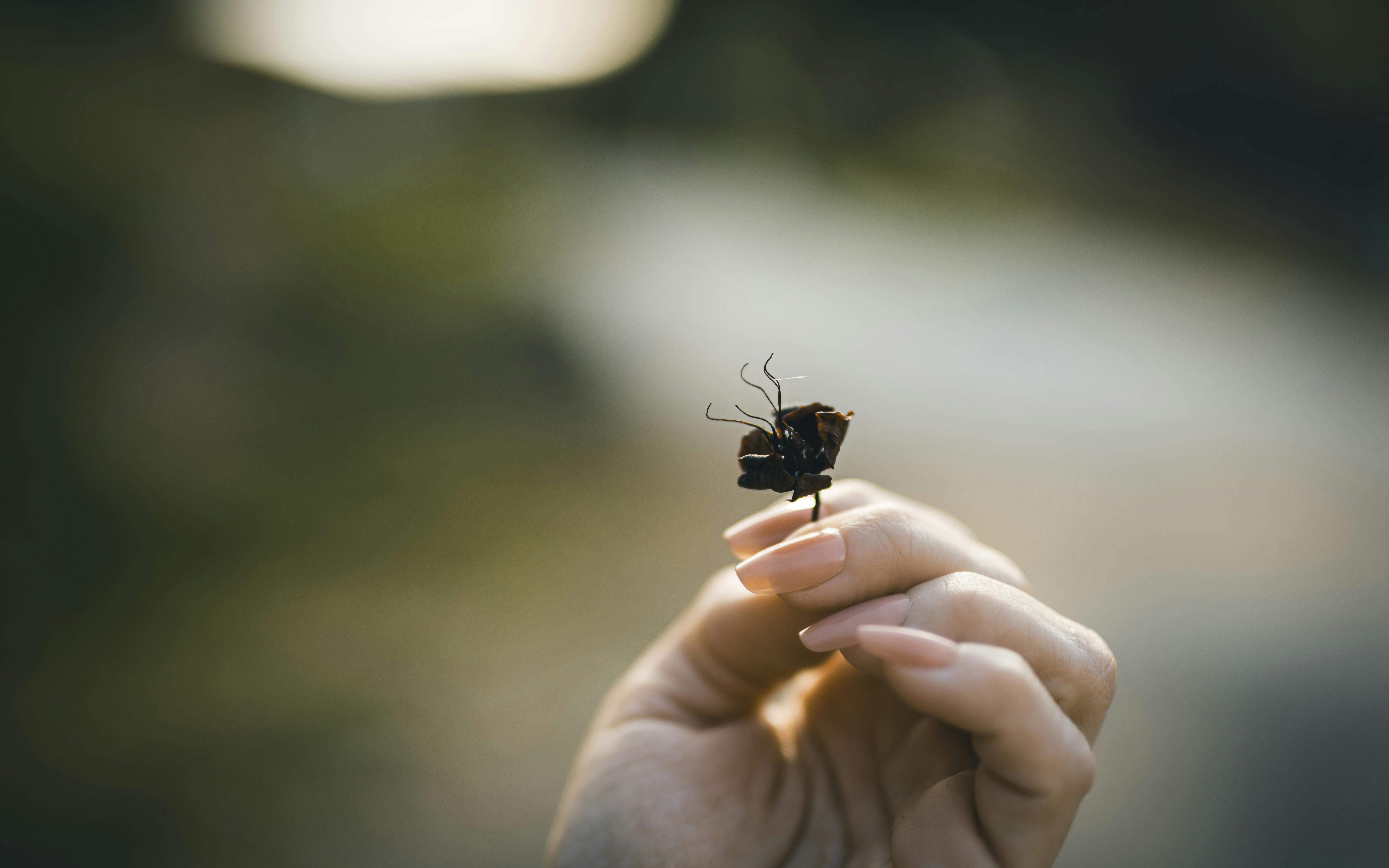 Gratuit Un prim-plan senin al unei mâini care ține ușor o mică floare uscată, pe un fundal natural neclar. Fotografie de stoc