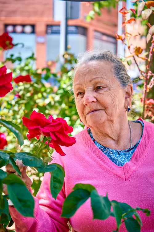 Free An elderly woman admires vibrant red roses in an outdoor garden in San Sebastián de los Reyes, Spain. Stock Photo