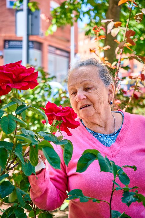 Free Senior woman smiles while smelling vibrant red roses in a Madrid park. Stock Photo