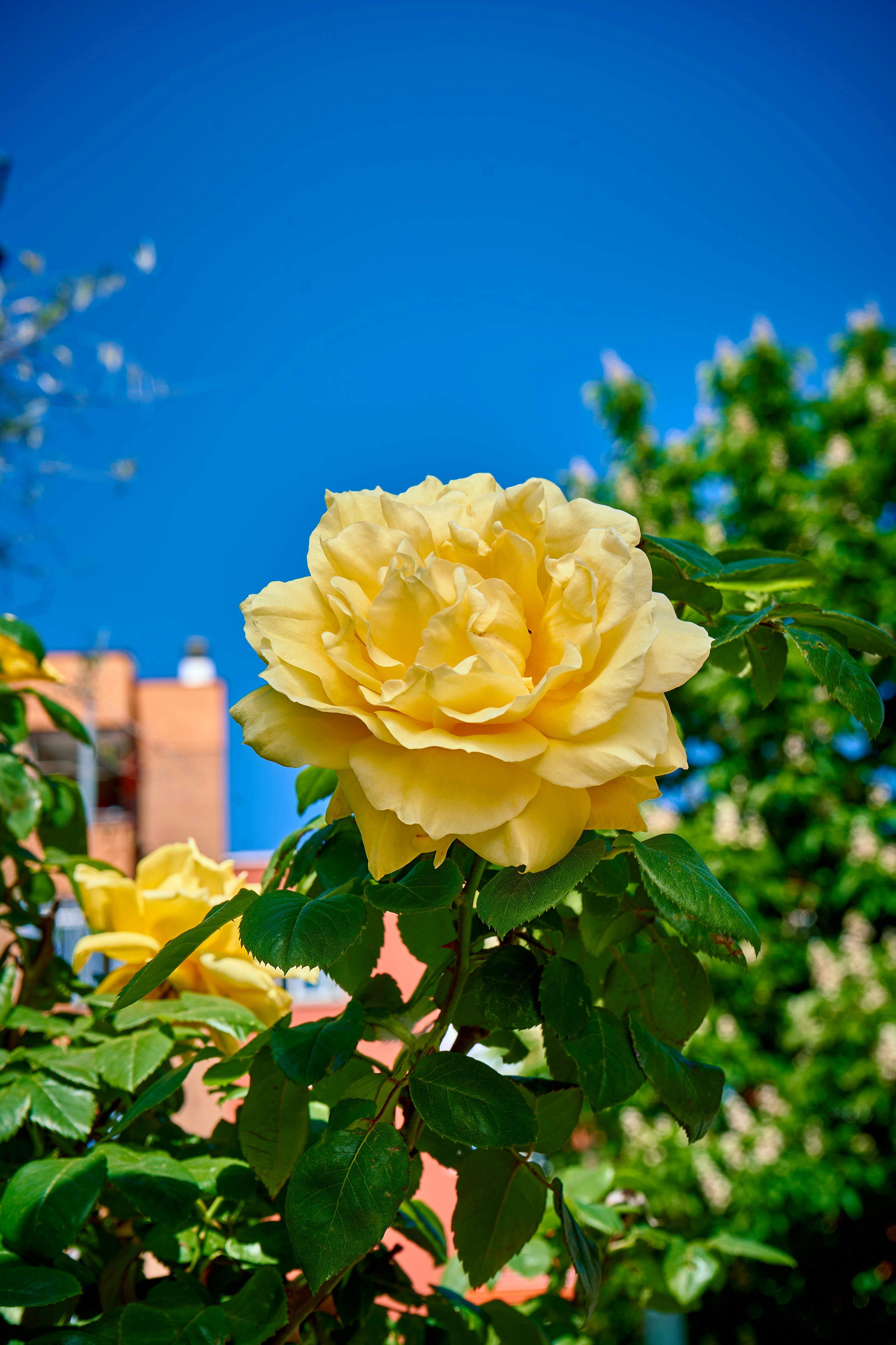 [ColoSach]-a-beautiful-yellow-rose-blooms-against-a-clear-blue-sky-in-madrid,-spain.