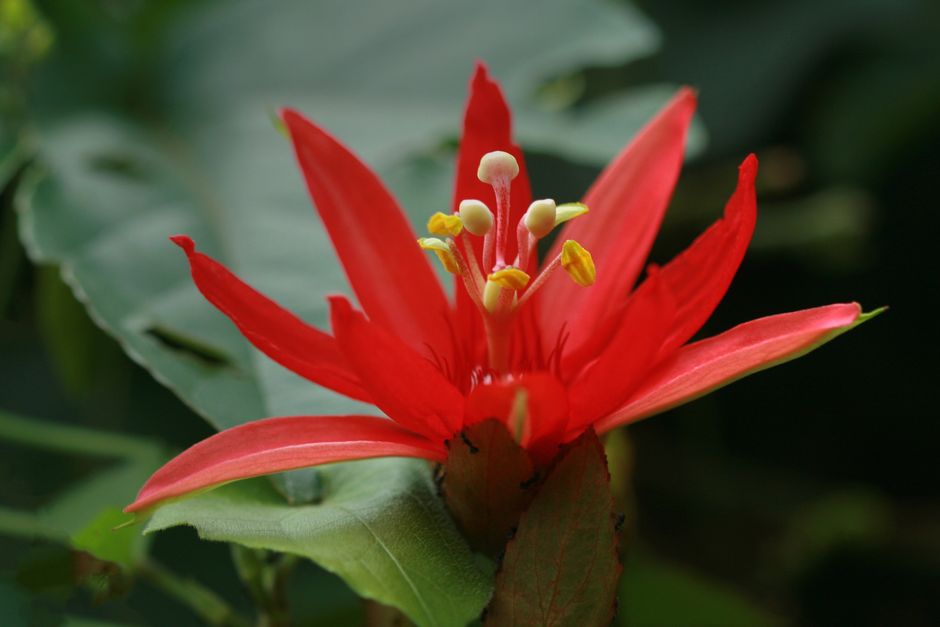 Passiflore incarnat