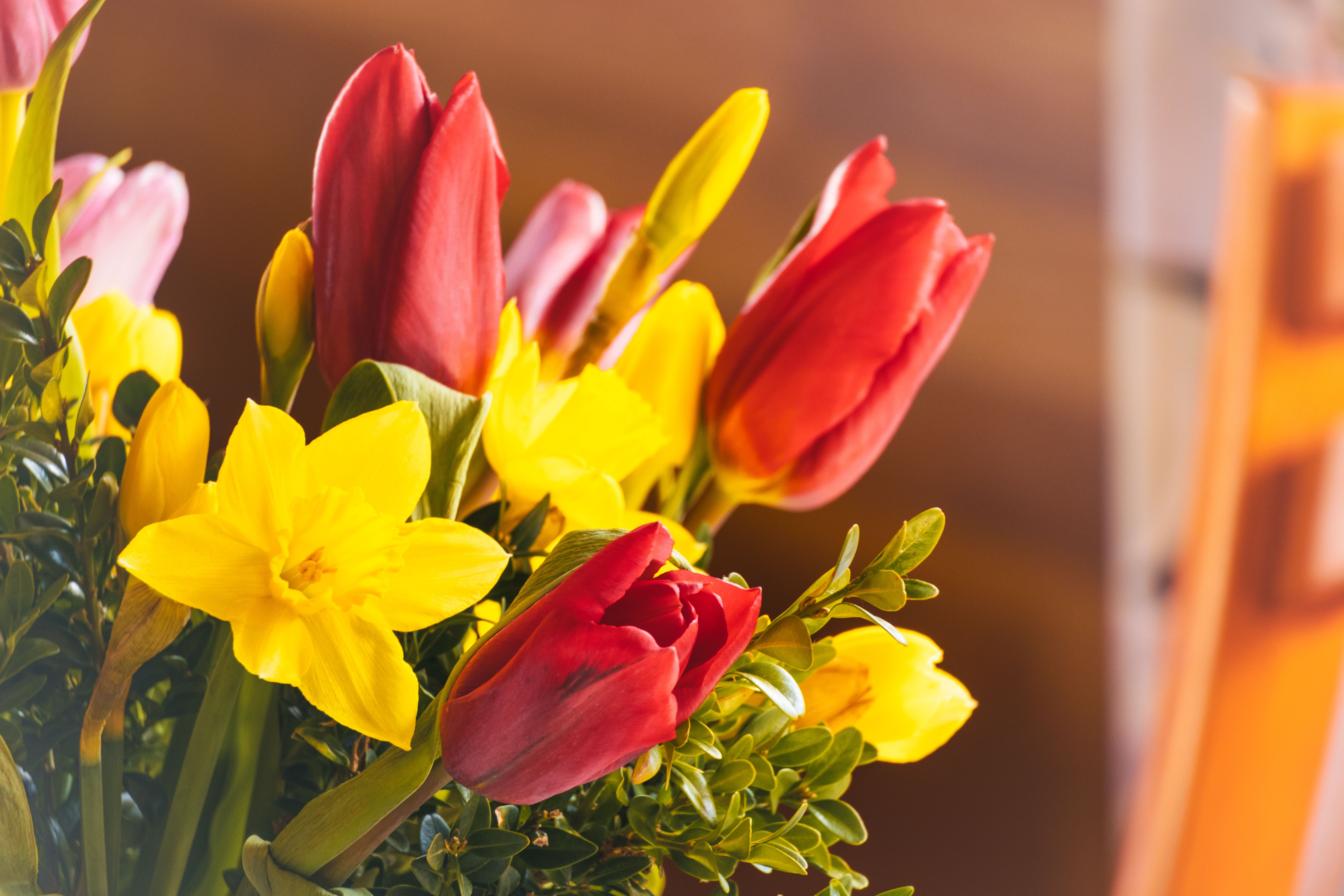 Vibrant Bouquet of Tulips and Daffodils · Free Stock Photo