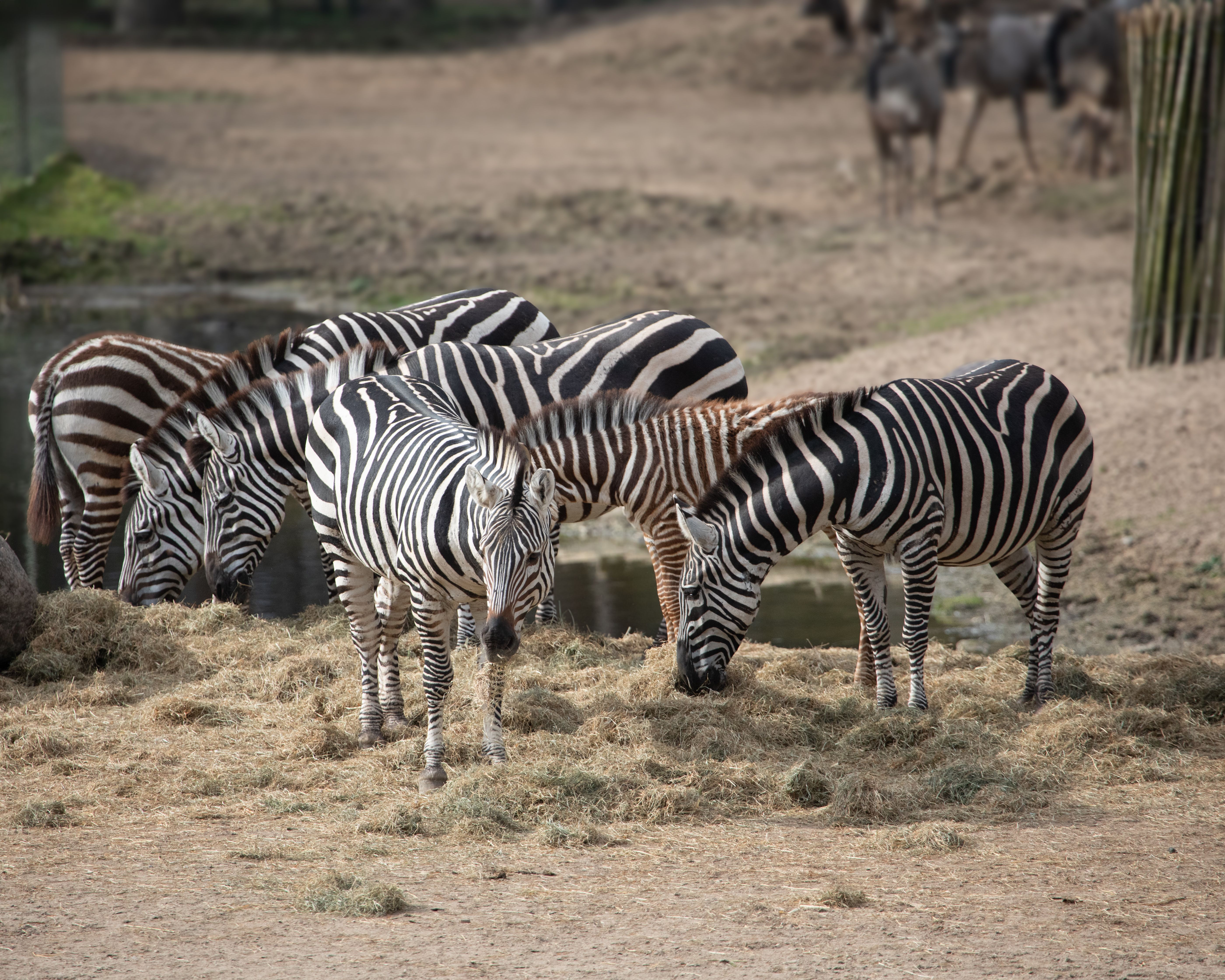 Safari Bus: adventure in the savannah