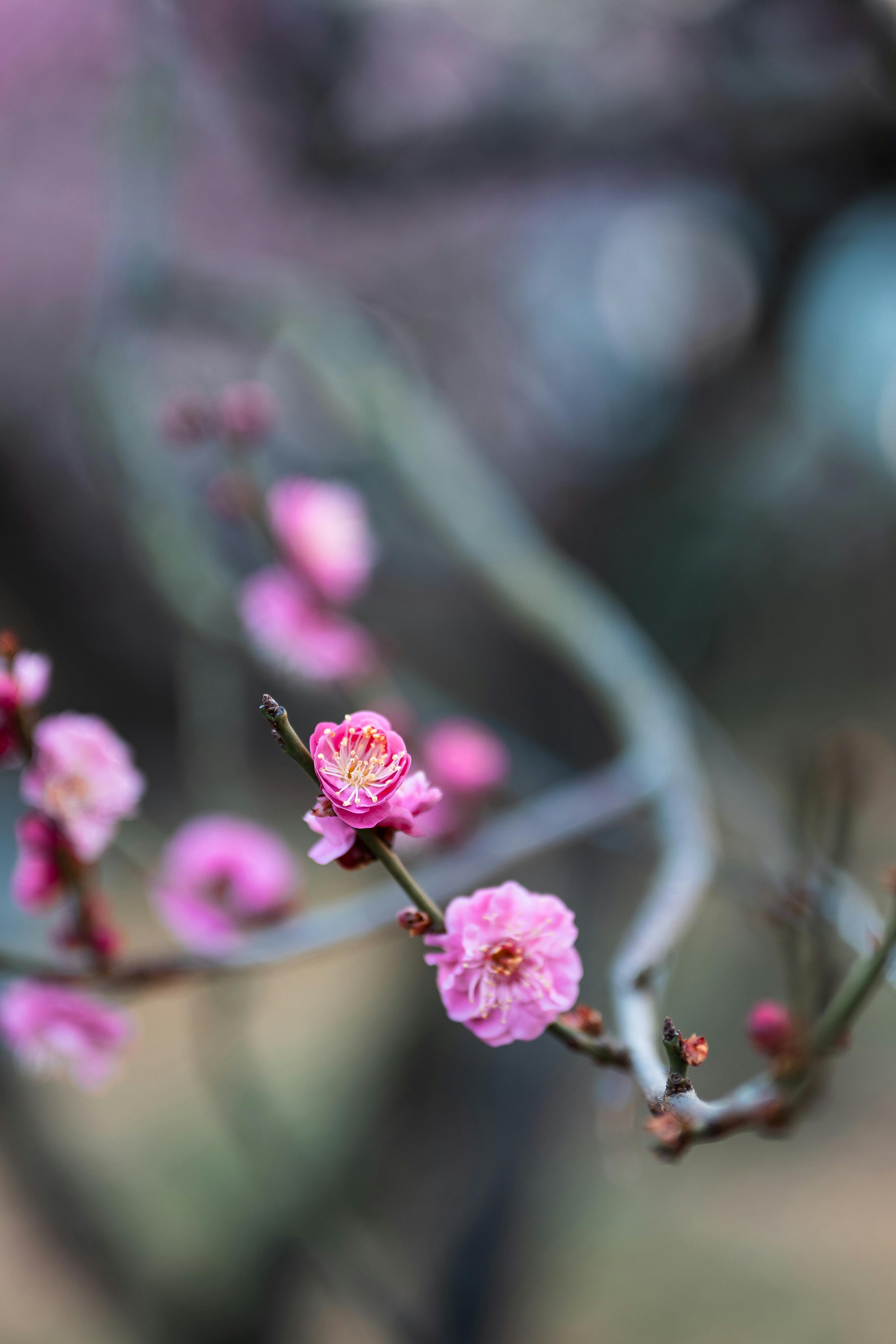 Beautiful pink plum blossoms in full bloom, captured in Nanjing, China.
