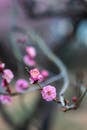 Delicate Pink Plum Blossoms in Nanjing