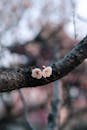 Close-Up of Plum Blossoms on Tree Branch in Nanjing