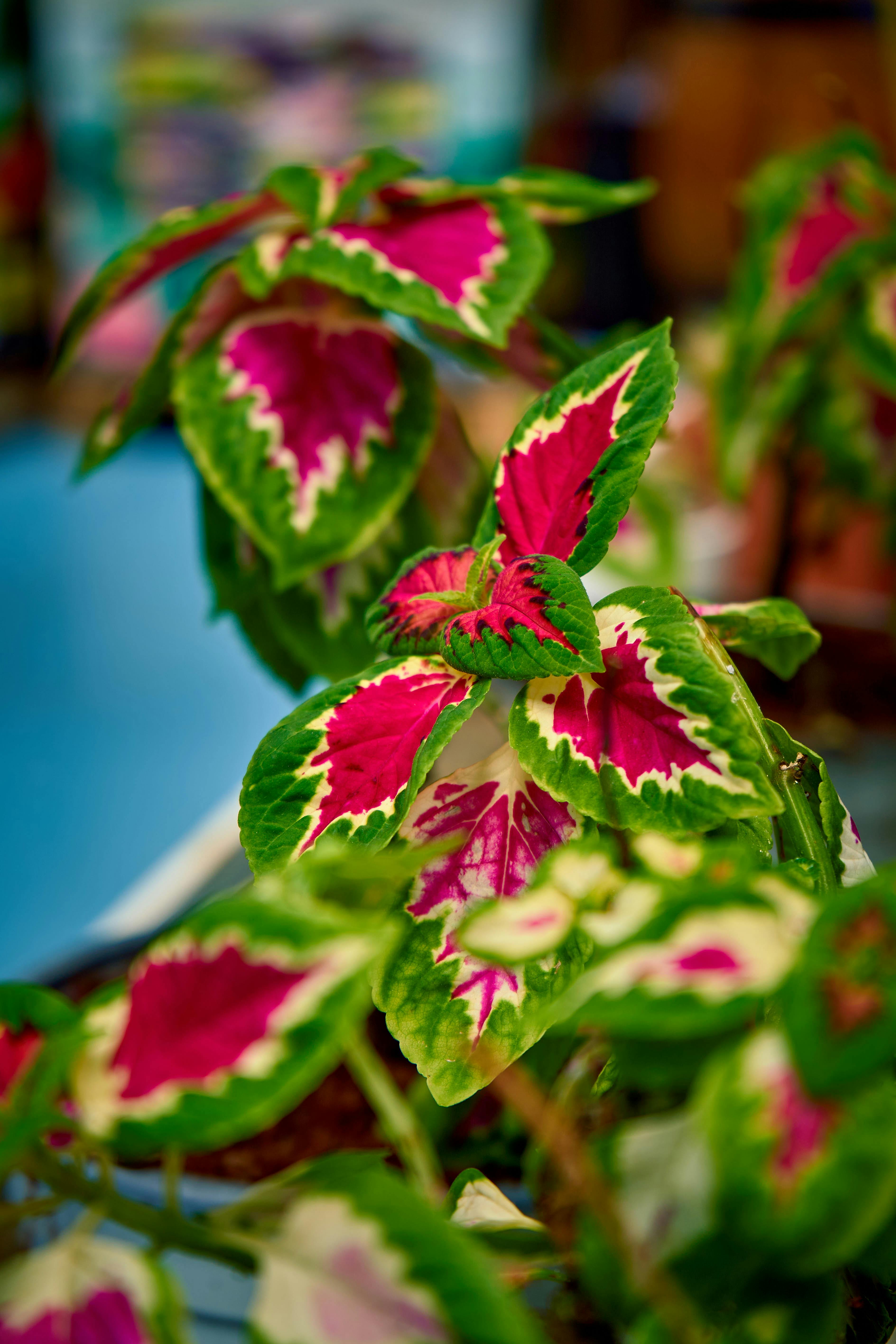 Mayana Coleus Plant - Urban Goes Green Plant Guide