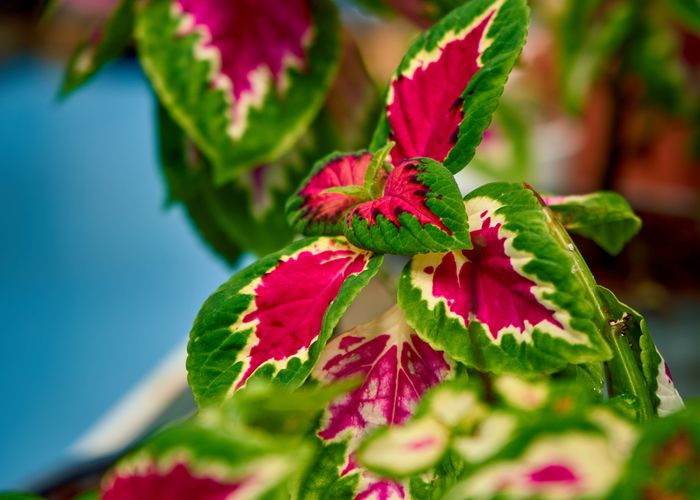Mayana Coleus Plant - Urban Goes Green Plant Guide