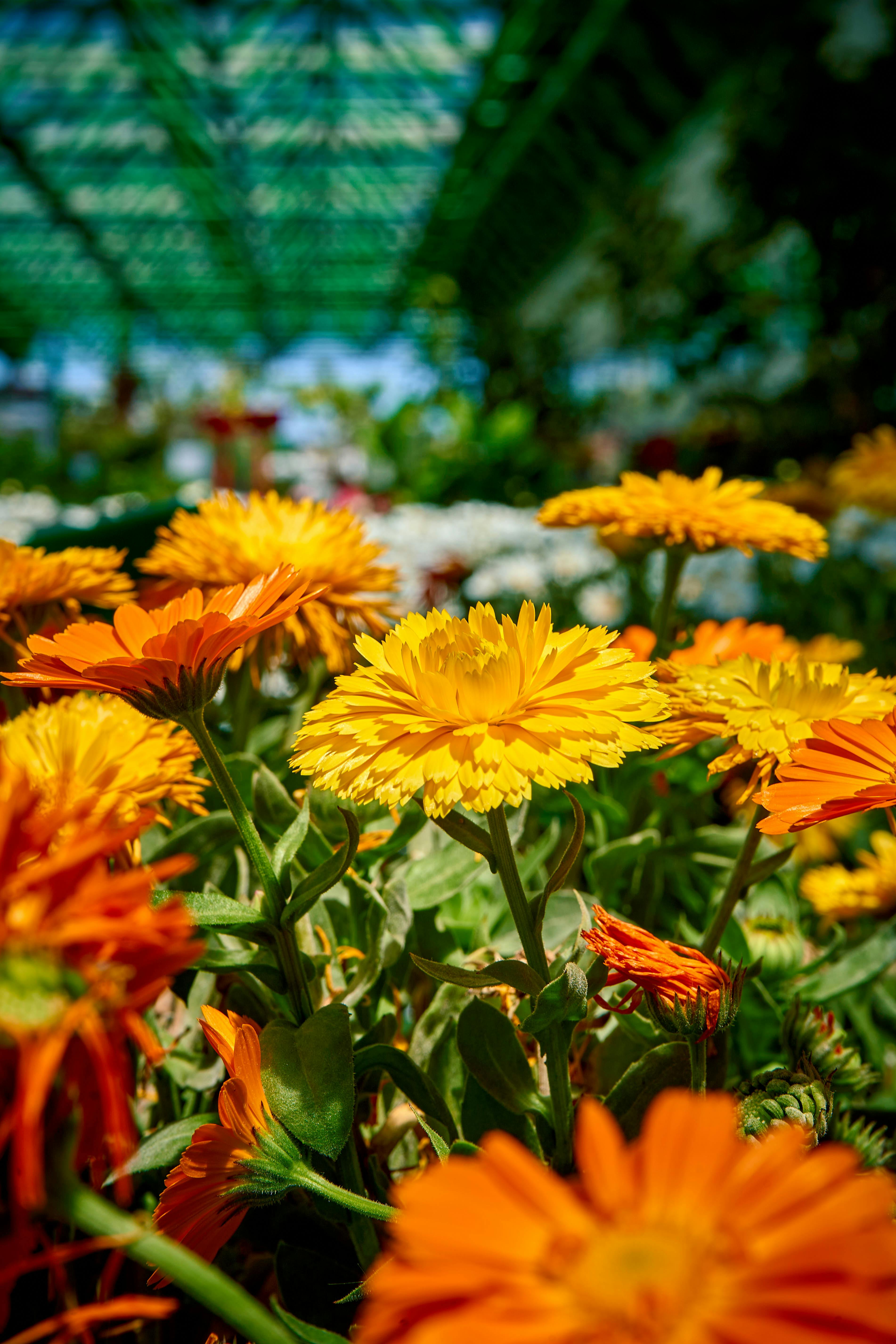 [ColoSach]-bright-orange-and-yellow-marigold-flowers-in-full-bloom-under-a-sunny-greenhouse-setting.