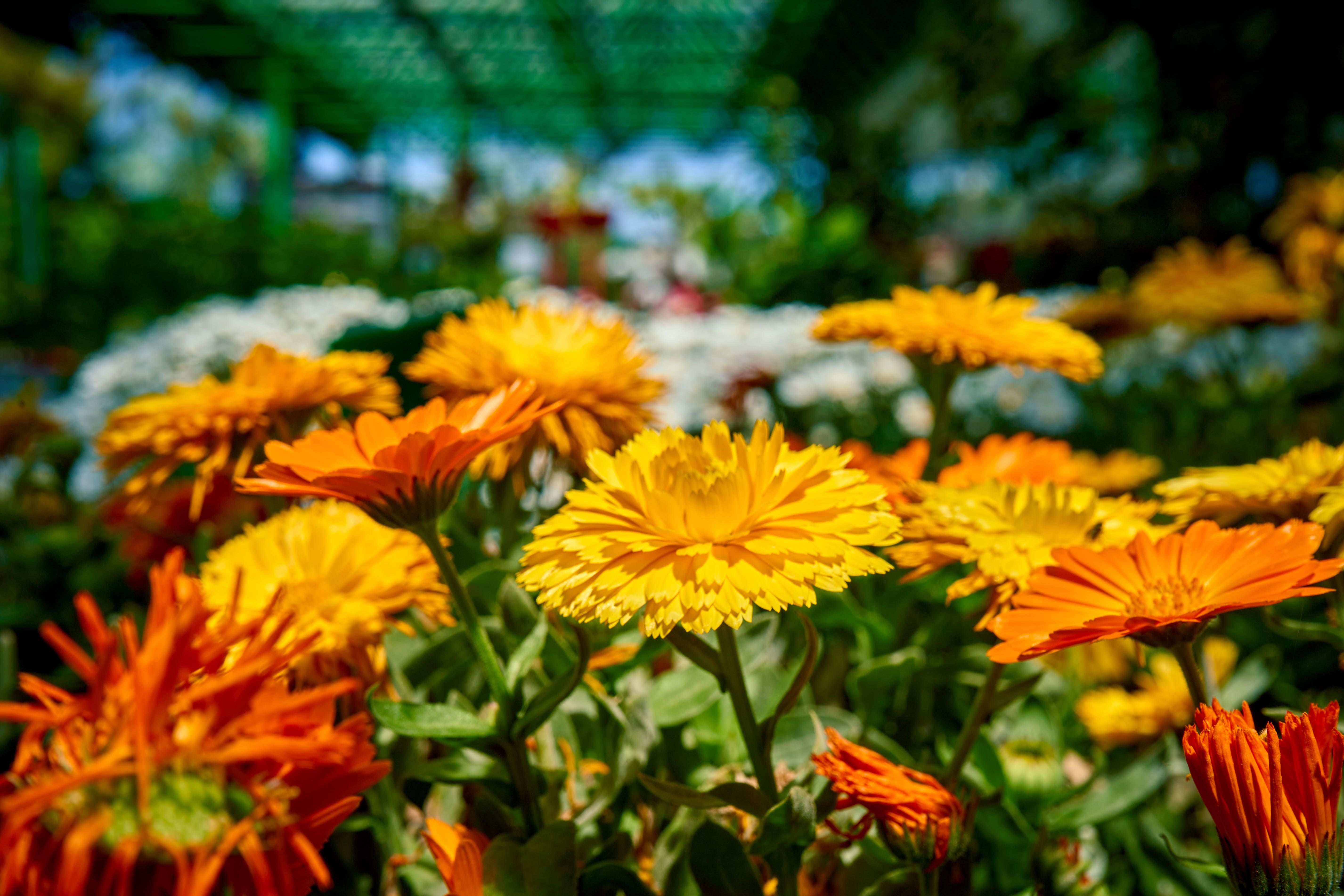Calendula growing in ceramic pot - Boost Calendula: Dutch Bucket Hydroponics in Ceramic Pots