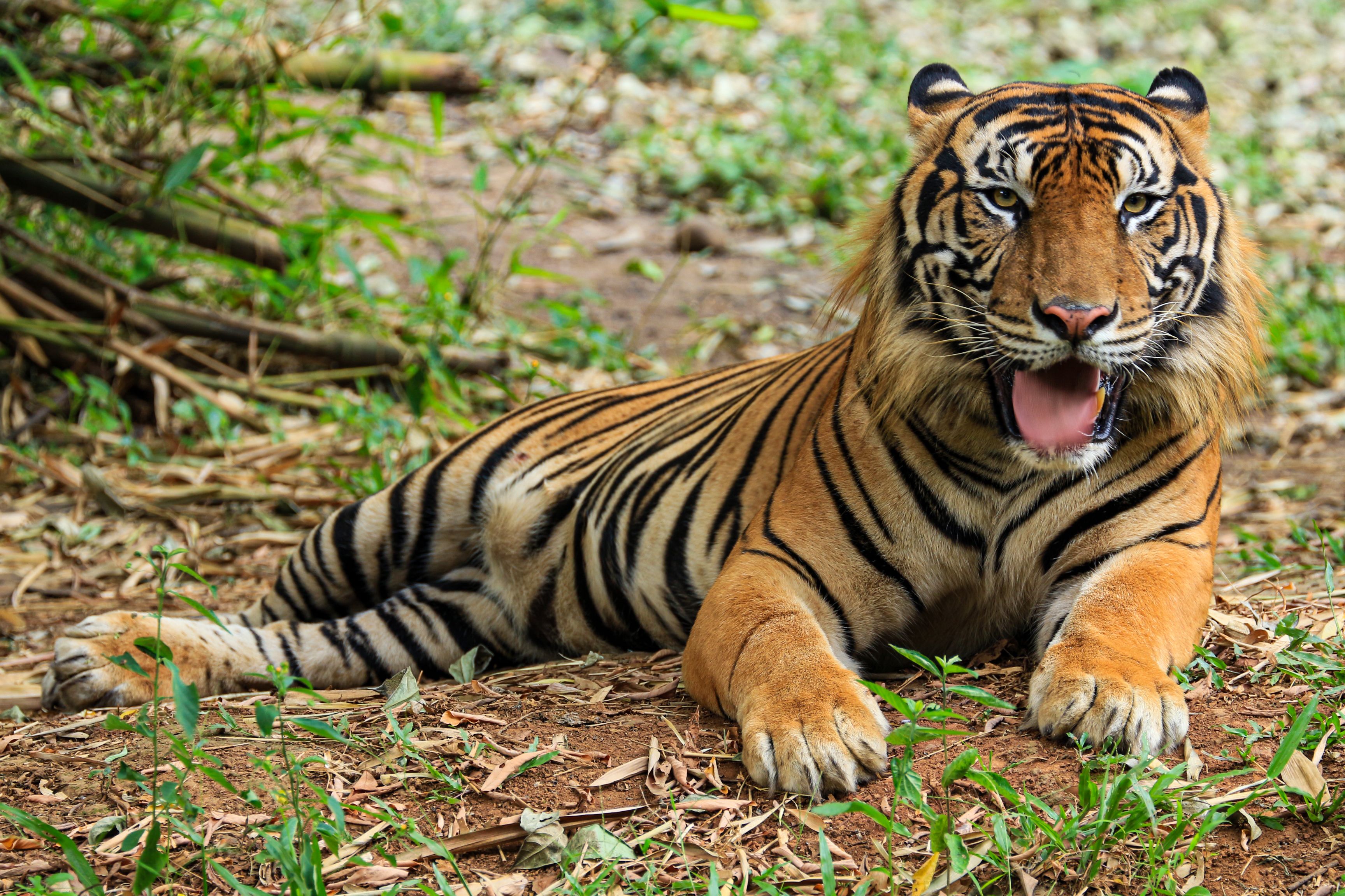 gratis Een adembenemende Sumatraanse tijger die zich koestert te midden van de tropische begroeiing in Jakarta, Indonesië. Stockfoto