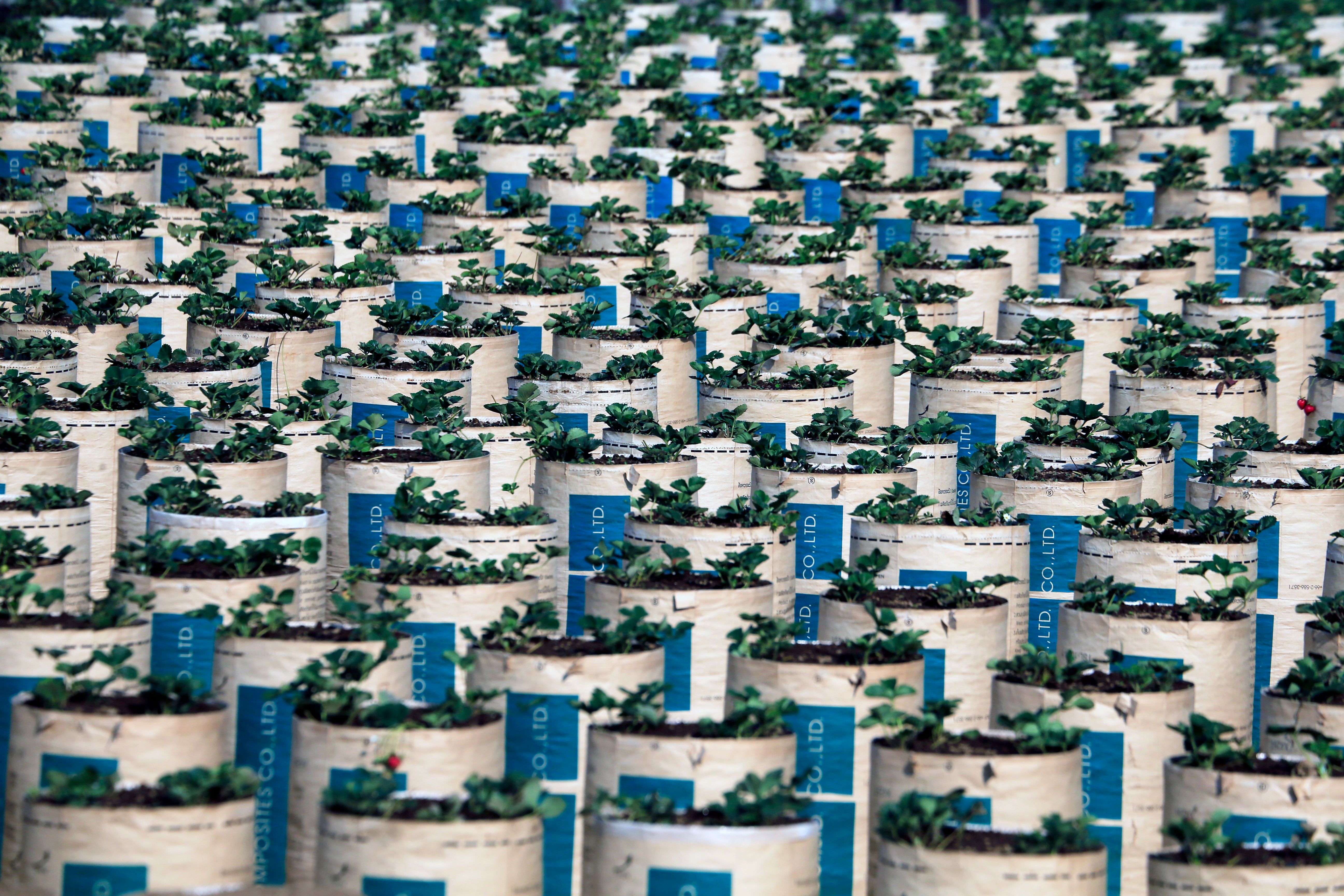 Aerial view of rows of potted plants in a nursery, displaying organized cultivation.