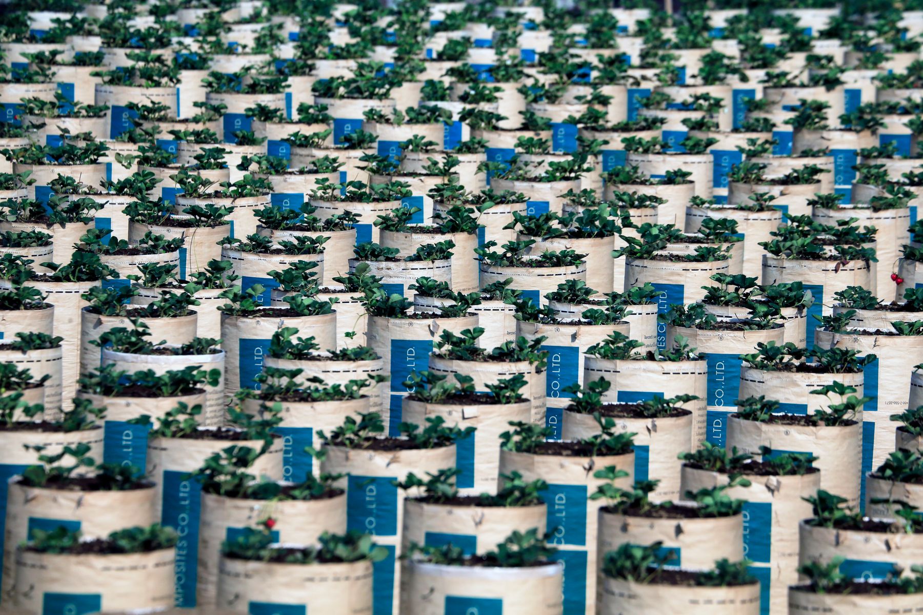 Rows of healthy potted plants in a nursery