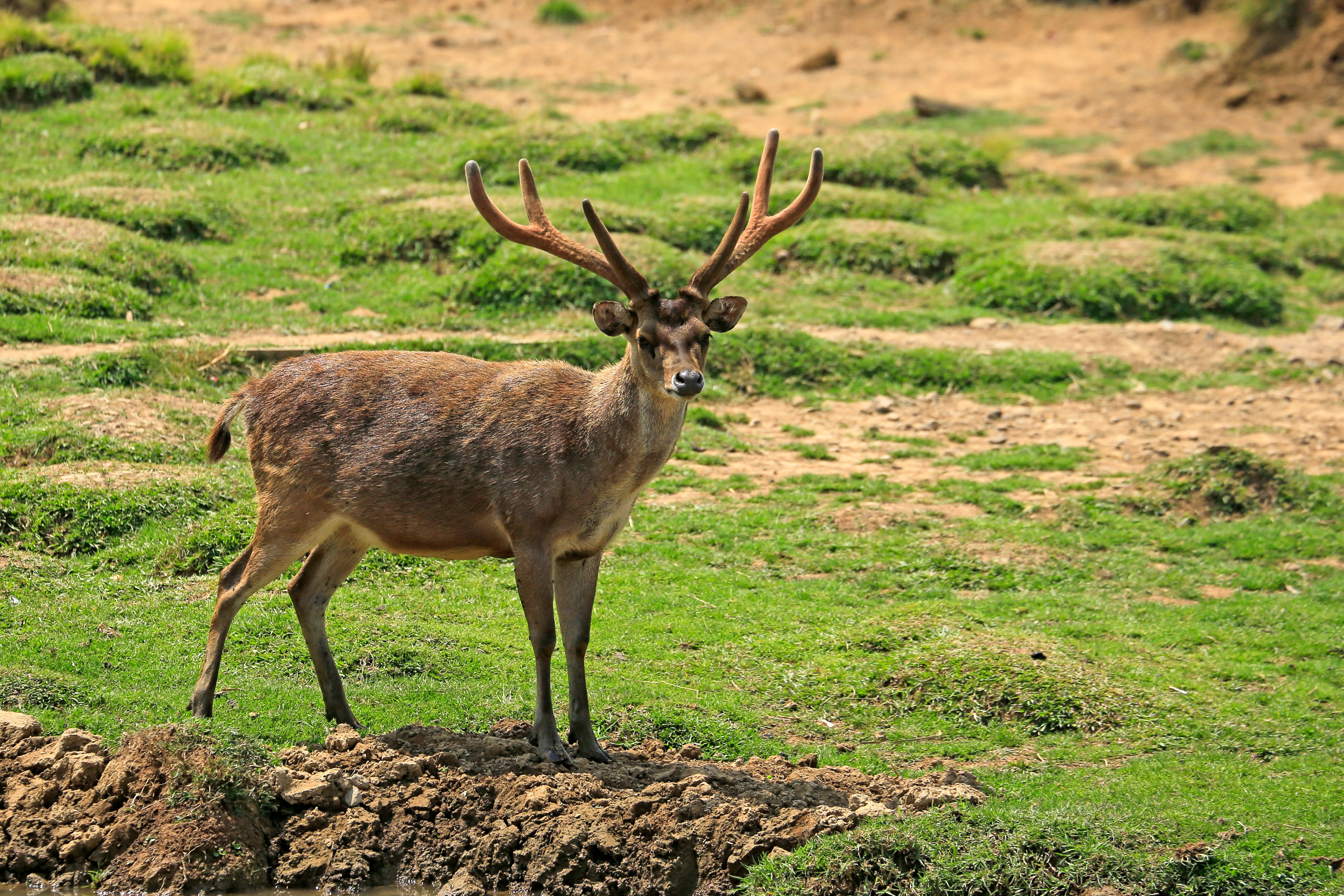 Hustai National Park