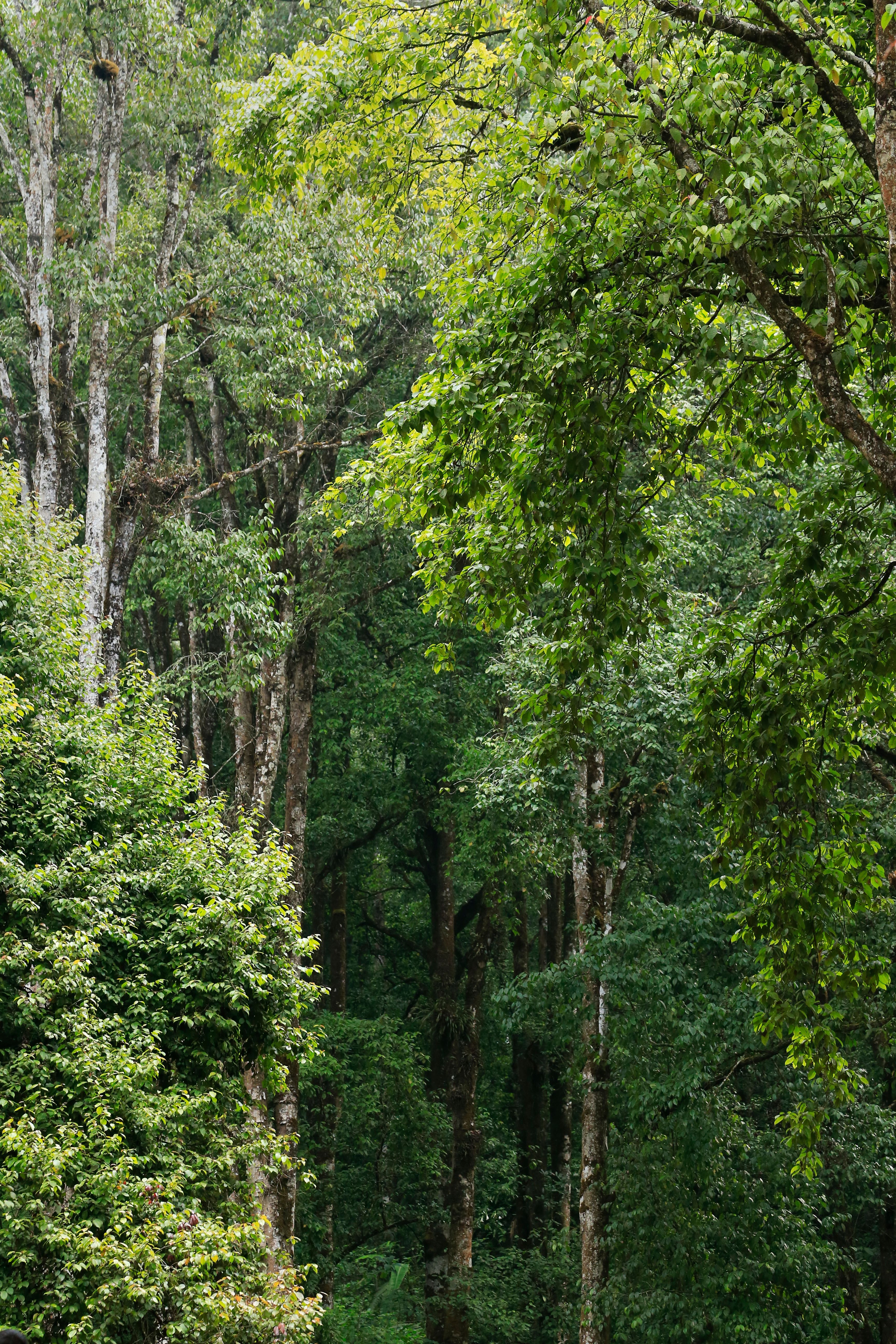 Serene view of a dense, lush green forest with tall trees, showcasing the beauty of summer foliage.