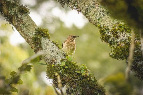 Free A small bird perched on a moss-covered tree branch outdoors. Stock Photo