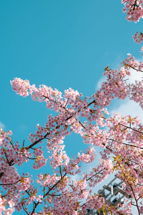Free Beautiful cherry blossoms against a clear blue sky with Tokyo Tower in the background. Stock Photo