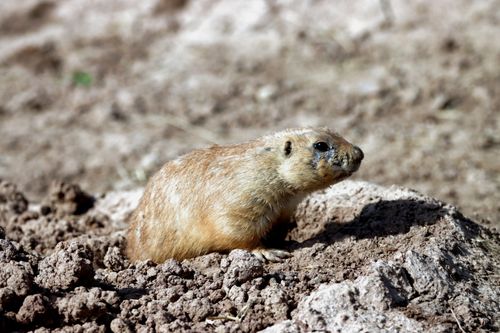 Free A prairie dog peeking out of its burrow in a natural setting during the day. Stock Photo
