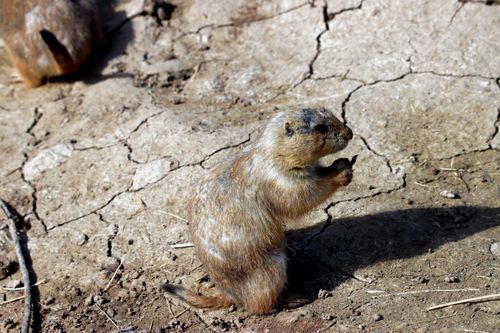 Free A prairie dog standing on cracked dry earth, casting a shadow. Stock Photo