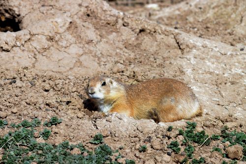 Free Close-up of a prairie dog in its natural habitat, peeking out from its burrow. Stock Photo