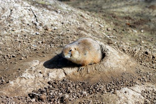 Free Close-up of a lone prairie dog sitting by its burrow on a sunny day, showcasing its natural habitat. Stock Photo