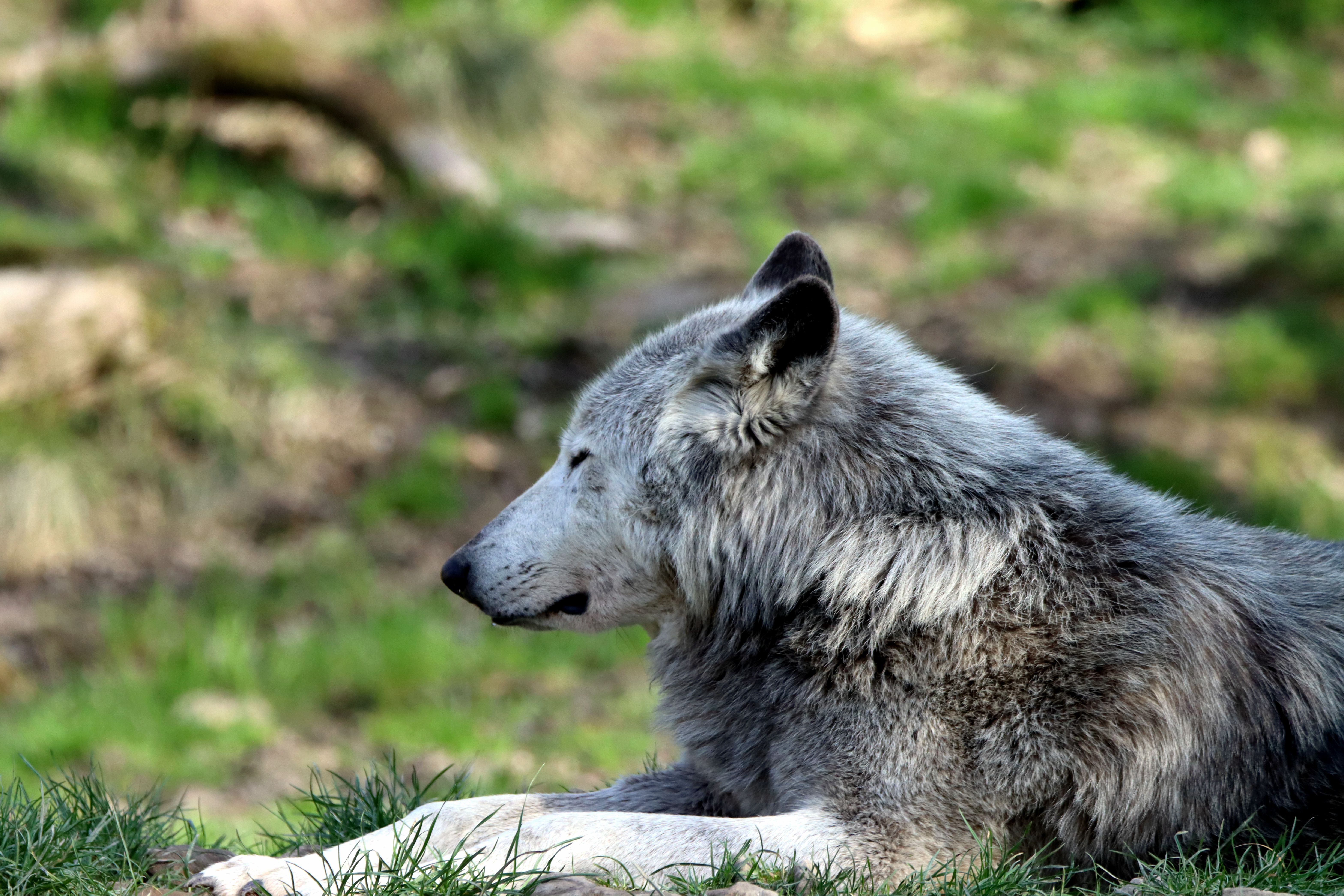 Majestic Gray Wolf Resting in Natural Habitat · Free Stock Photo