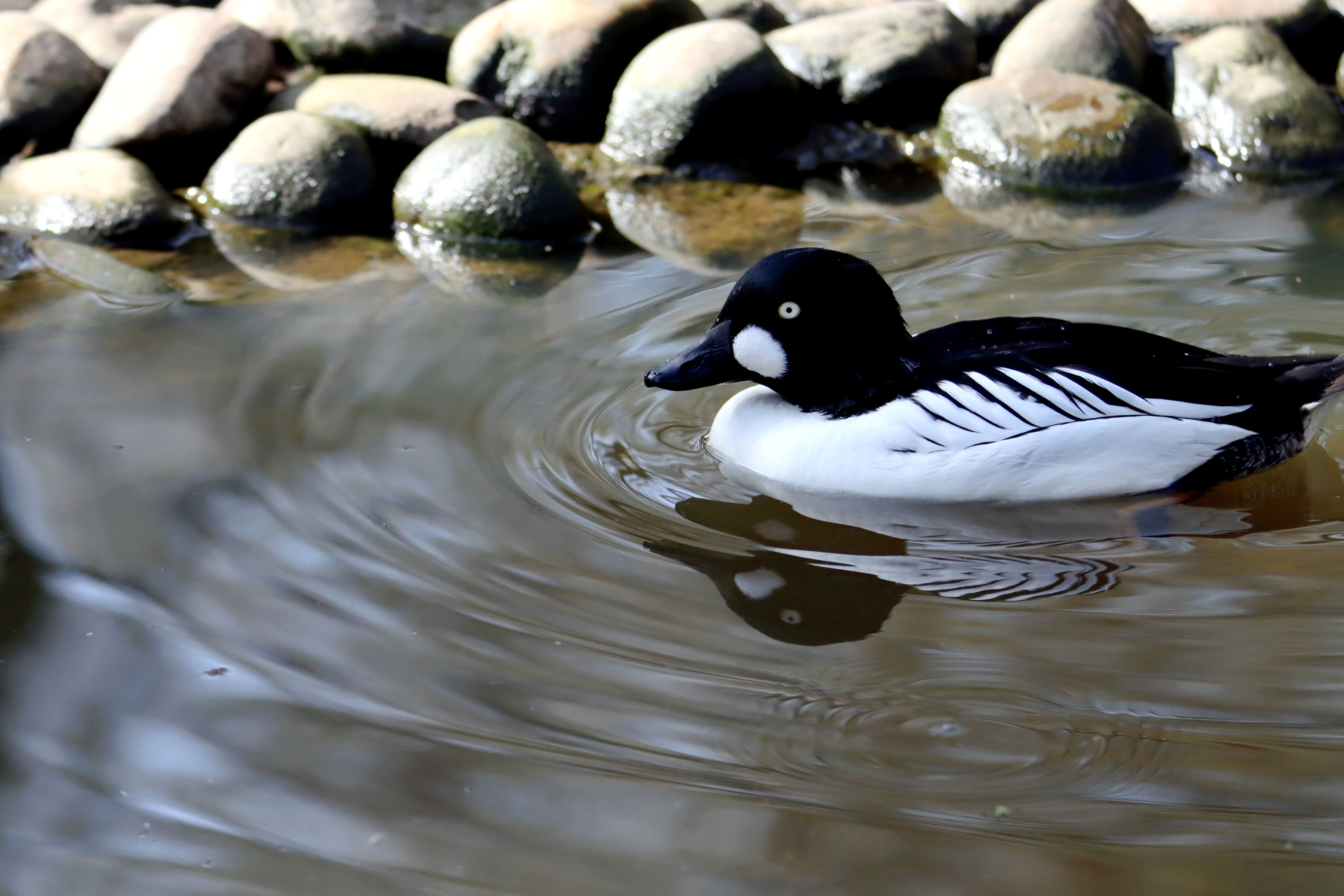 A Barrow's Goldeneye duck gracefully swims in a tranquil lake surrounded by pebbles.