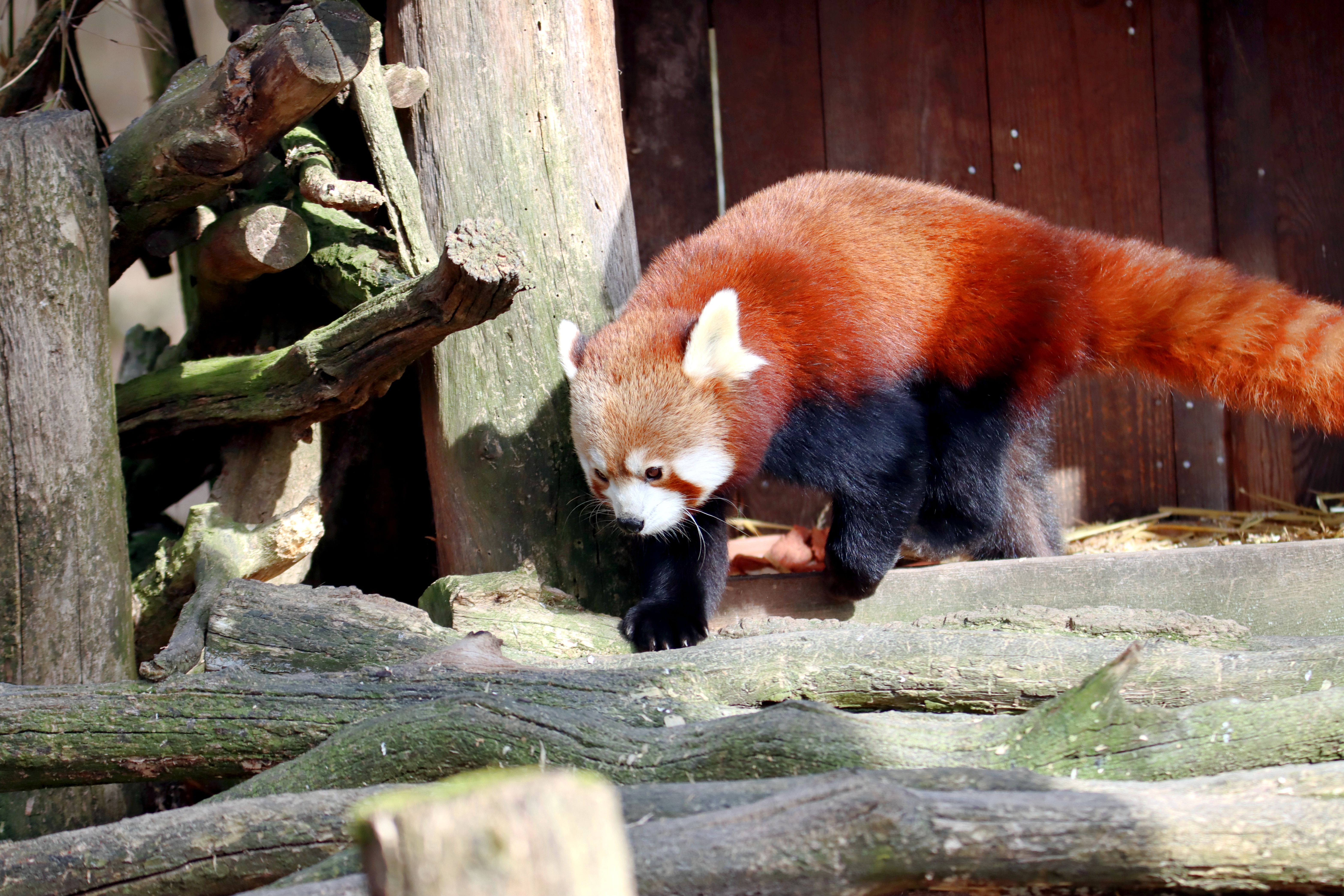 Panda Roux Se Promenant Dans Son Habitat Naturel · Photo gratuite